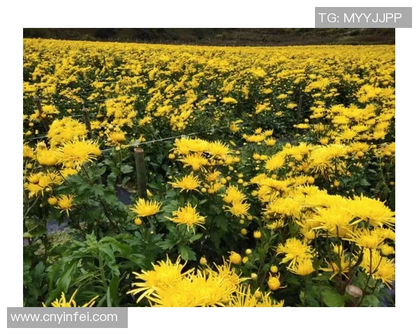 姚明织带集团引领行业创新发展助力中国制造迈向国际市场 姚明织带集团引领行业创新发展助力中国制造迈向国际市场
